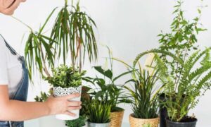 Menanam Tanaman Hias