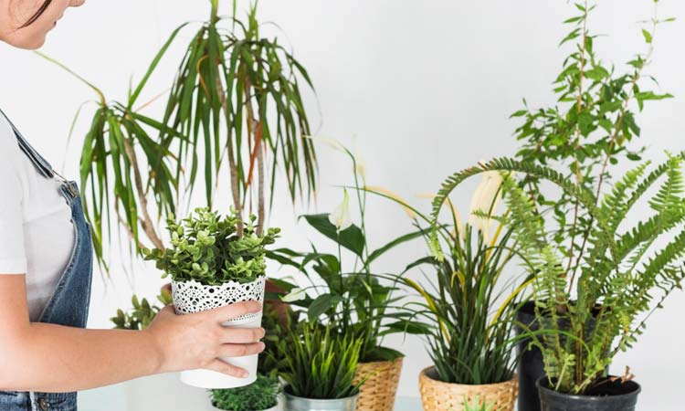 Menanam Tanaman Hias